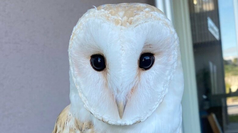 苦手な人が近づき顔がほっそり