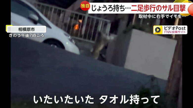 タオルを振り回す「左手のないサル」