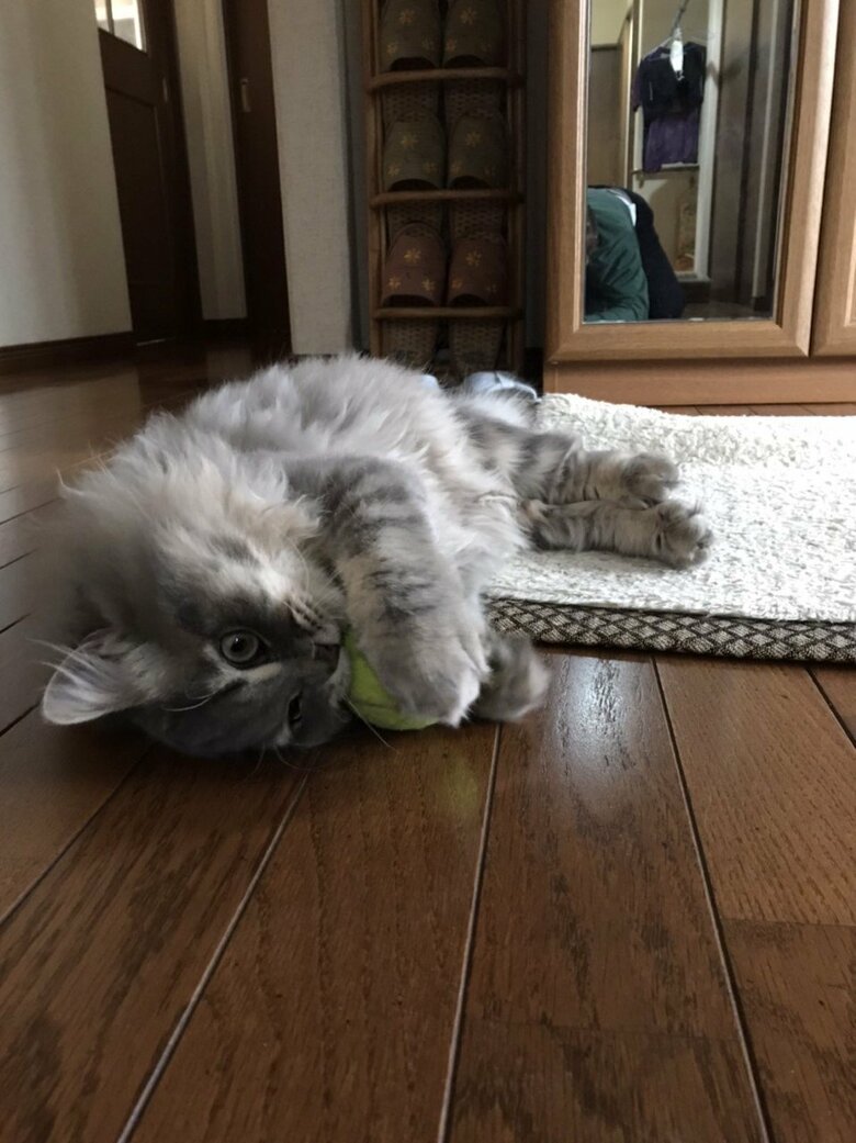 こちらがテオくんとの距離が縮まりつつあった頃の写真。鏡にテオくんを撮ろうとがんばるお父さんの姿が…