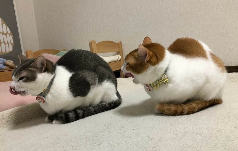 シンクロする姿はよく見かけるという