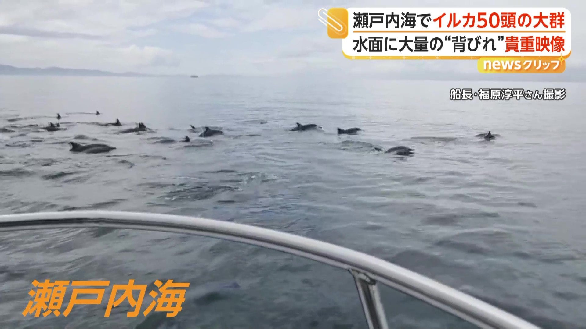 水面に次々と現れる大量の背びれ…瀬戸内海でカメラが捉えたイルカ50頭