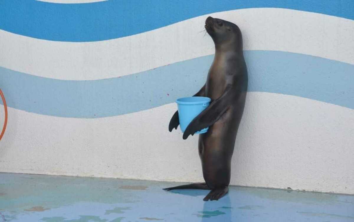 アシカって立つの 人間っぽい姿がじわじわくる 水族館に聞いてみた Fnnプライムオンライン