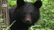 クマ1頭を目撃　周囲に住宅も　警察が注意呼びかけ　長野・松本市