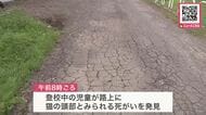 【路上で猫とみられる頭部を発見】通学中の児童が見つける…周辺で胴体や血痕見つからず_警察が動物愛護法違反の疑いも視野に捜査〈北海道岩見沢市〉