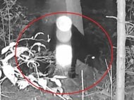 岐阜でも高校生襲われケガ…クマに詳しい専門家「山の状況はどんどん良く」個体数増で行動エリア拡大と指摘