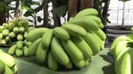 大崎町でバナナの収穫　国産は貴重　ひと房に数百本　
