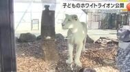 ホワイトライオン３頭公開　南アフリカから姫路へ