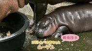 「“美カバ”になるわよ」コビトカバの赤ちゃん「ウタちゃん」一般公開始まる　タイの人気者「ムーデン」に続くスター誕生の予感　神戸どうぶつ王国