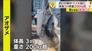 “巨大ザメ”が甲板に飛び込む　体長3m体重200kg超え　釣りの最…