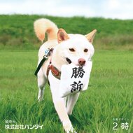 Twitterで29万いいねの“勝訴を取ってくる”犬用おもちゃが商品化！裏面は「無罪」…遊び方を聞いた