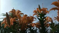 “岩ユリ”や“ハマナス”が見頃 佐渡市に初夏の風景広がる【新潟】