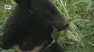 わなにかかったクマに襲われる 男性(79)が右腕骨折 人的被害は今年12件に 前年同期の約2倍