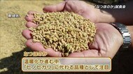 新品種「なつほのか」 試食会 大分