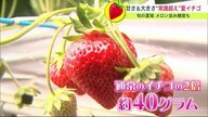 メロン並み糖度＆大きな実… 常識超えの北海道産・夏イチゴに注目【北海道発】