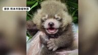 レッサーパンダの赤ちゃんの名前は「杏香」に決定　すくすく元気に 熊本市動植物園