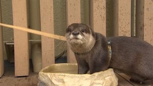人気者 愛らしい姿「#休園中」 動物園・水族館 アイデア続々...