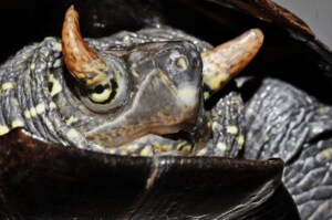 世界に1匹だけ? “ツノ”を持つカメが衝撃的…生えた原因を園長に聞いてみた