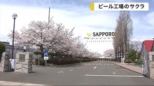ビール工場で咲き誇る桜 ビオトープ園に春の訪れ告げる【宮城発】