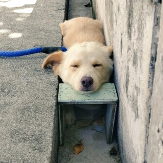 飼い主手作りの あご乗せ台 使い側溝で爆睡する犬が可愛い この場所が好きな理由を聞いた