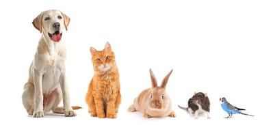 人気飼育犬種・猫種ランキング2020を発表!調査開始以来初!連続記録を破り第1位になった犬種とは!?