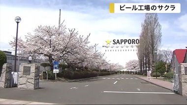 ビール工場で咲き誇る桜 ビオトープ園に春の訪れ告げる【宮城発】