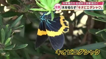 木枯らす外来種のガ“キオビエダシャク”に注意　「秋深まった頃に増加傾向」　佐伯市で目撃相次ぐ　大分