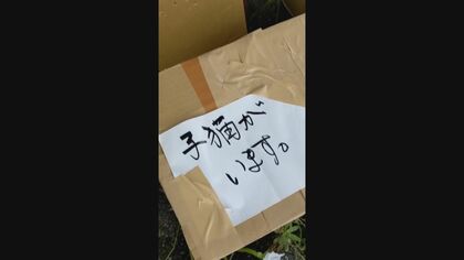 「子猫がいます」書かれた箱には…旅館にネコ11匹置き去り　“ペット捨てる行為は犯罪”と認識を【山口発】