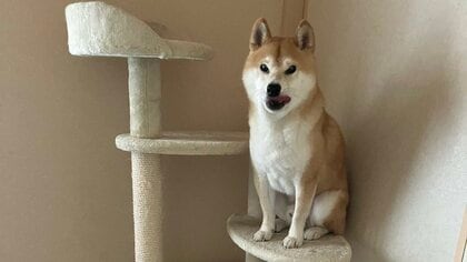 「おい」キャットタワーに登ってお座りする犬に飼い主がツッコミ…登ってみたかった？状況を聞いた