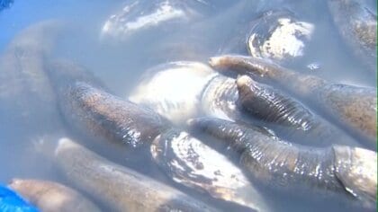 19歳の後継者も…休漁続く伝統の「ウミタケ漁」　復活へ向けて調査操業続く【佐賀発】