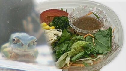 スーパーで買った「サラダ麺」にまさかの“カエル”混入 なぜ？食べている最中に気づき…保健所が工場に立ち入り検査　