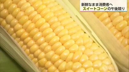 宮崎の初夏を告げる「スイートコーン」の午後競り開始！糖度16度以上・はじける甘さが特徴