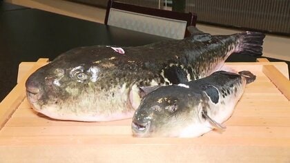 “希望”もたらす天然トラフグ、その名も「福とら」　福島・相馬沖で水揚げ急増　新たな名物誕生に地元は期待