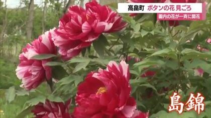 色とりどり約260種類・700株ボタン見ごろ　例年より10日早く開花・遅咲きはこれから　山形・高畠町