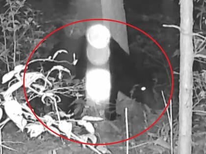 岐阜でも高校生襲われケガ…クマに詳しい専門家「山の状況はどんどん良く」個体数増で行動エリア拡大と指摘