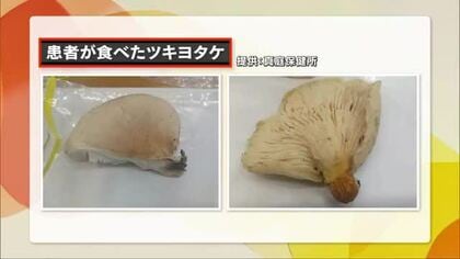 【注意】真庭市で「毒キノコ」による食中毒発生　山で取ったツキヨタケを食べおう吐などの症状訴え【岡山】