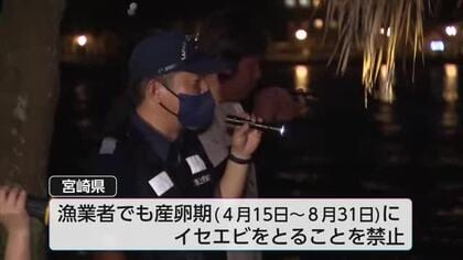 イセエビ漁解禁 宮崎市青島で密漁防ぐ初の合同夜間パトロール 去年の密漁は64件
