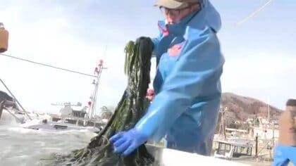 養殖ワカメの収穫始まる　大船渡市 綾里漁港　岩手県
