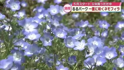るるパークで約70万本のネモフィラ見ごろ　GW多くの人でにぎわう「目の保養になる」大分