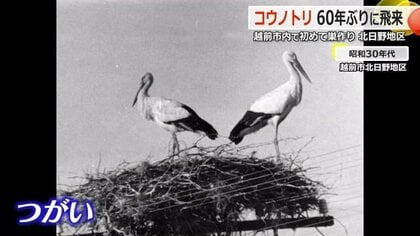 「よう来たなぁ！」コウノトリが60年ぶりに飛来　環境保護続けてきた住民ら歓喜「村中で守っていく」【福井発】
