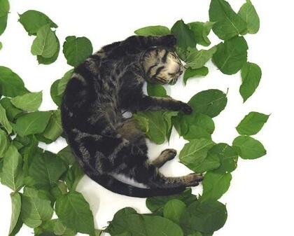 「ネコにマタタビ」は依存性なく安全！血液検査で腎臓や肝臓にも影響なし…効果的な与え方はある？研究した大学教授に聞いた