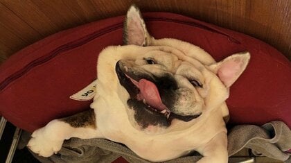 犬も液体!? ブルドッグの寝顔が衝撃的…どうしてこうなったのか飼い主に聞いてみた