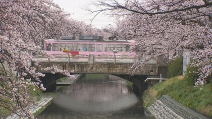 富山の桜、平年より6日早く満開　花冷えの雨で松川べりをしっとりと美しく幻想的に染める
