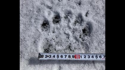 【クマ出没 2025年の傾向は？】雪解けとともに各地で“足跡”「去年ドングリが豊富でクマは出てこなかったが、今年は出てくると思う」クマに襲われ左目を失った84歳ハンターの懸念