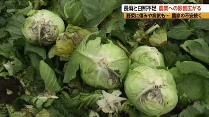 「みんな腐る」降水量は平年の169％　農家が落胆　長雨と日照不足で「出荷できる物がほとんどない」　畑の隅には出荷できない野菜が大量に捨てられ…「農家としてやっていけるかどうか」　今後の生育も懸念