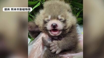 レッサーパンダの赤ちゃんの名前は「杏香」に決定　すくすく元気に 熊本市動植物園