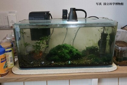 驚き】研究者もビックリ！国内2例目のマリモ「モトスマリモ」が
