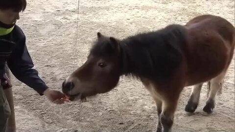 岡山市の池田動物園　干支の引継ぎ式　ヘビからウマへ