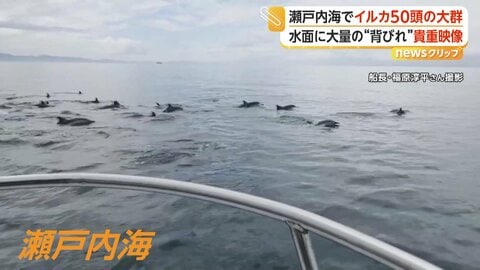 水面に次々と現れる大量の背びれ…瀬戸内海でカメラが捉えたイルカ50頭の大群　アジやサバを追いかけたか　愛媛・大洲市