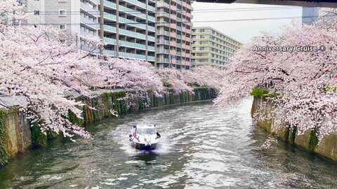週末にかけ列島各地で桜満開ラッシュへ　都内定番スポットには多くの人…ホテル庭園など“人混み無し”穴場も