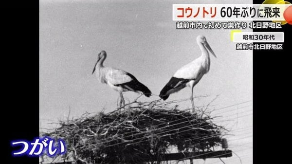 よう来たなぁ！」コウノトリが60年ぶりに飛来 環境保護続けてき